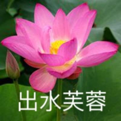 蜘猪侠大逃亡官方版下载